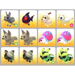 BUNDLE PET X12