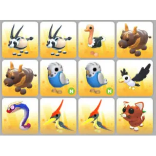 BUNDLE PET X12
