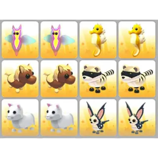 BUNDLE PET X12