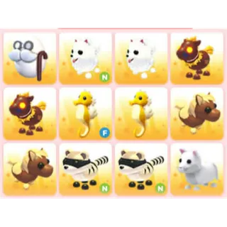 BUNDLE PET X12