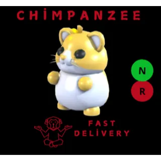GOLDEN HAMSTER NR