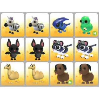 BUNDLE PET X12