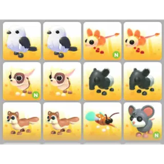 BUNDLE PET X12