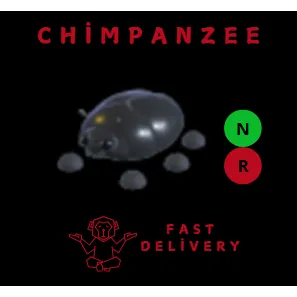 Giant Black Scarab NR