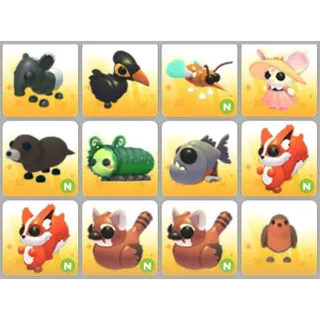 BUNDLE PET X12
