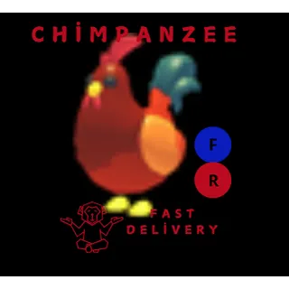 ROOSTER FR