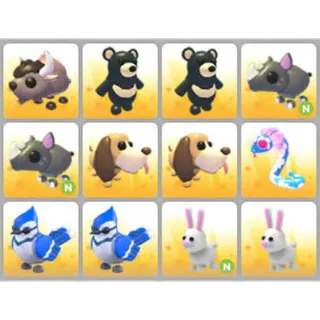 BUNDLE PET X12