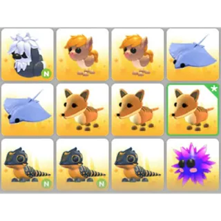 BUNDLE PET X12