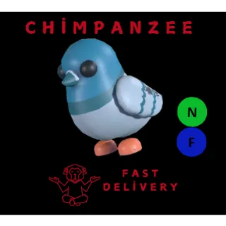 ROCK PIGEON NF