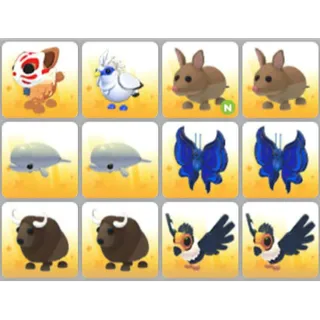 BUNDLE PET X12
