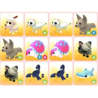 BUNDLE PET X12