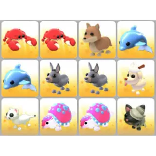 BUNDLE PET X12