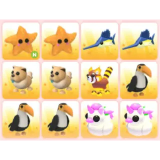 BUNDLE PET X12