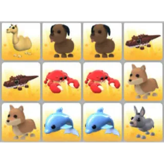BUNDLE PET X12