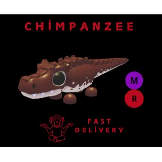 COCOADILE MR