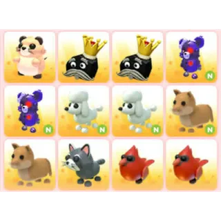 BUNDLE PET X12