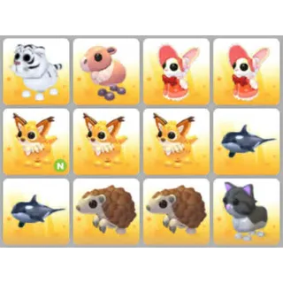 BUNDLE PET X12