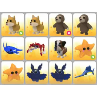 BUNDLE PET X12