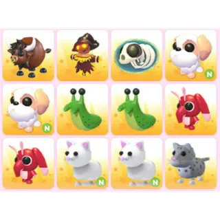 BUNDLE PET X12