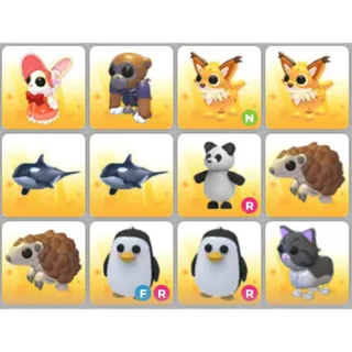 BUNDLE PET X12