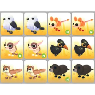 BUNDLE PET X12