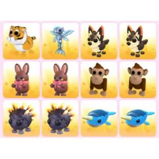 BUNDLE PET X12
