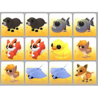BUNDLE PET X12