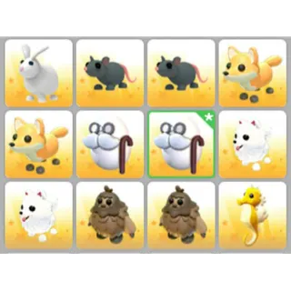 BUNDLE PET X12