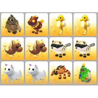 BUNDLE PET X12