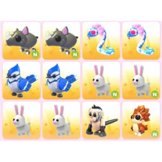 BUNDLE PET X12