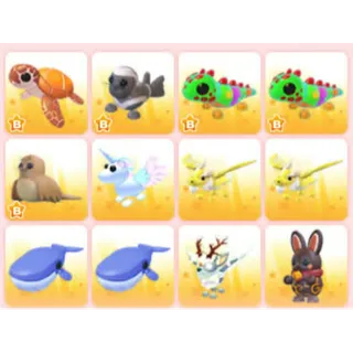 BUNDLE PET X12