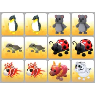 BUNDLE PET X12
