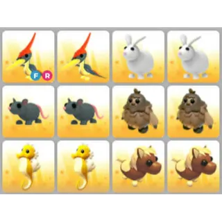 BUNDLE PET X12