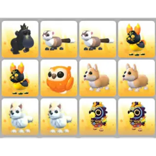 BUNDLE PET X12