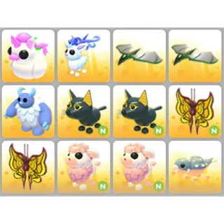 BUNDLE PET X12