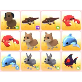 BUNDLE PET X12