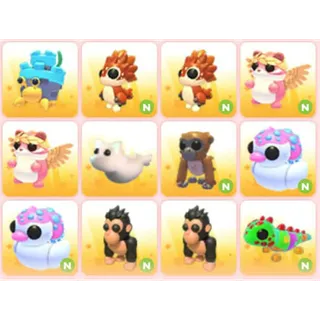 BUNDLE PET X12