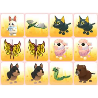 BUNDLE PET X12