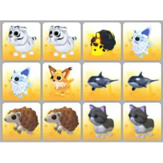 BUNDLE PET X12