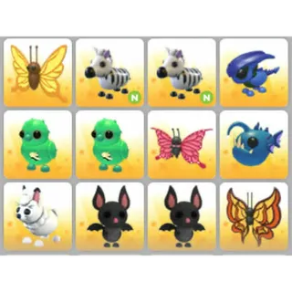 BUNDLE PET X12