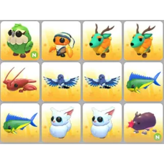 BUNDLE PET X12
