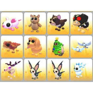 BUNDLE PET X12