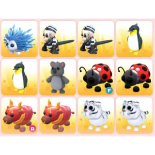 BUNDLE PET X12