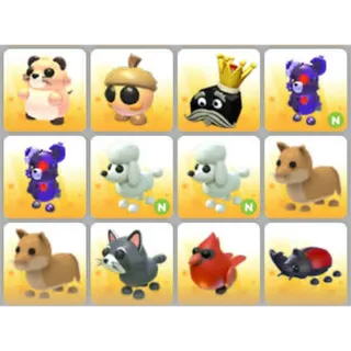 BUNDLE PET X12