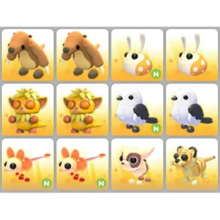 BUNDLE PET X12