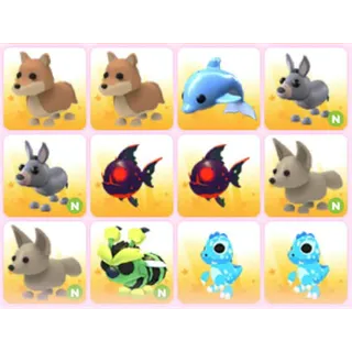 BUNDLE PET X12