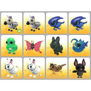 BUNDLE PET X12