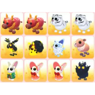 BUNDLE PET X12