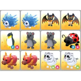 BUNDLE PET X12