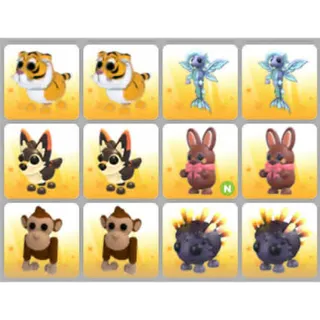 BUNDLE PET X12